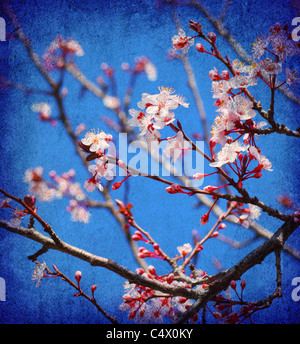 Kirschbaum Blüte Blumen im Frühling über blauen Himmelshintergrund Stockfoto