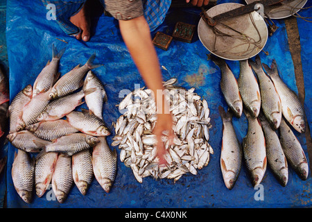 Fischmarkt, Bhatiary, Bangladesch Stockfoto