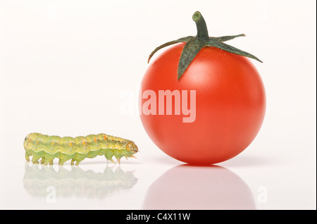 Raupe kriecht in Richtung Cherry-Tomate; Kohl Motte Larve (Mamestra Brassicae) Stockfoto