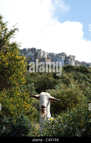 Ziegen weiden auf den Pisten der Akamas-Halbinsel im Nordwesten Zyperns. Stockfoto