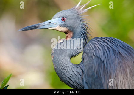 Schuss in den Kopf eines Vogels dreifarbigen Heron Stockfoto