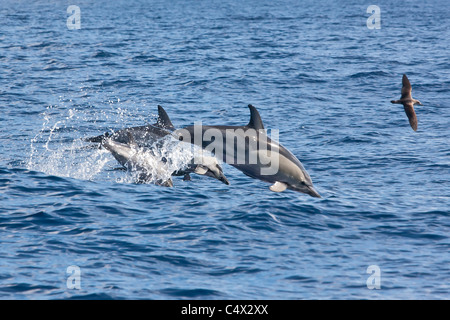 Gemeine Delfine, die Verletzung der Insel Sao Miguel auf den Azoren Stockfoto