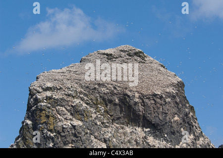 Schottland, St. Kilda Islands, äußeren Hebriden. Meer-Stack (Stac ein Armin) neben der Insel Boreray. Stockfoto