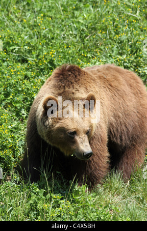 Detail der Braunbär im BärenPark (Bärenpark). Stockfoto