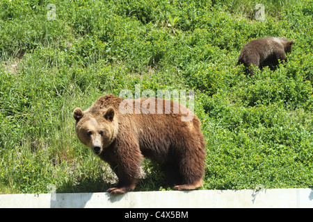 Detail der Braunbär im BärenPark (Bärenpark). Stockfoto