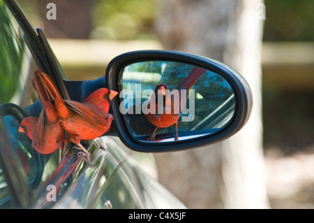 Männliche nördlichen Kardinal (Cardinalis Cardinalis) Kampf gegen sein Spiegelbild in einem Seite-Ansicht-Spiegel auf einen Mietwagen in Florida NW Stockfoto