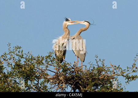 Große blaue Reiher (Ardea Herodias) wirbt im Nest in NW-Florida Stockfoto