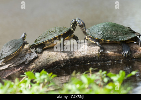 Cooters Aalen auf Log in Jean Lafitte Nationalpark LA Stockfoto