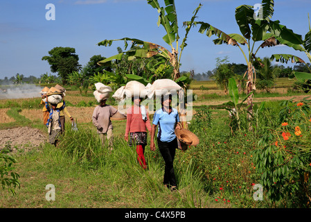 Weibliche Arbeitskräfte wandern durch die Reisfelder mit Säcke mit Reis auf ihren Köpfen. Ubud, Bali, Indonesien Stockfoto