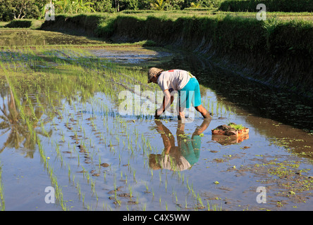 Der Bauer Pflanzen Reis in seinem Reisfeld. Ubud Bali, Indonesien Stockfoto