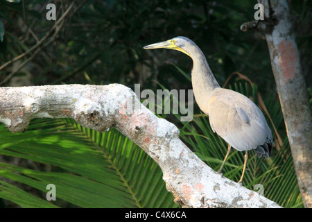 Fasciated Tiger-Reiher, Nationalpark Pico Bonito, La Cieba, Honduras Stockfoto