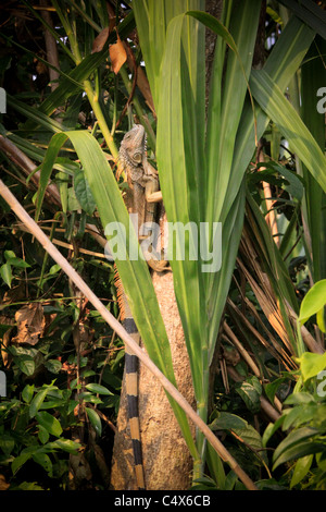 Eidechse, Nationalpark Pico Bonito, La Cieba, Honduras Stockfoto