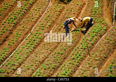Zwei malaysische Bauern sind in der Regel ihre Ernte auf einem Bauernhof / Teeplantagen in den Cameron Highlands, Malaysia. Stockfoto