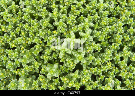 Meer Sandwort (Honckenya Peploides) Blumen Nahaufnahme der Blätter Unrafirth Shetland Schottland UK Festland Juni Stockfoto