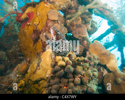 Gefleckte Morey Aal, Nassau, Bahamas Stockfoto