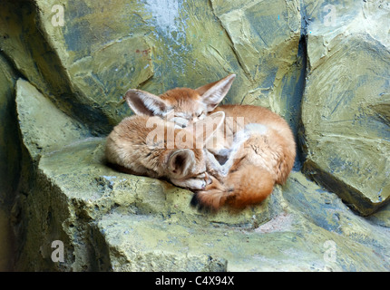 Fennec Fuchs - Vulpes Zerda Canidae Stockfoto