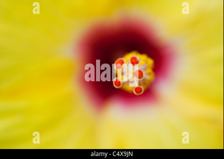 Hibiscus Rosa Sinensis. Chinesischen Hibiskus. Tropischen Hibiskus. China Rose Blume Abstrakt Stockfoto