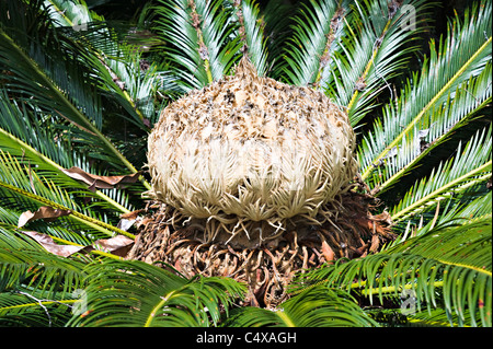 Eine Blume von Cycas Thouarsii Madagaskar Cycad Pflanzenzucht im Royal Botanic Garden Sydney New South Wales Australien Stockfoto