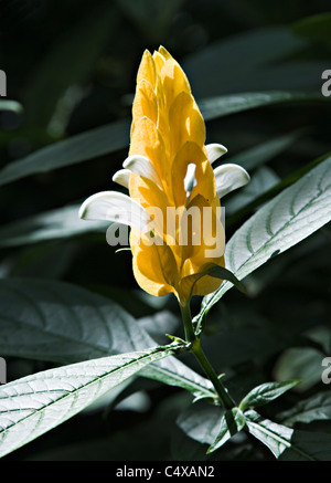 Nahaufnahme einer gelben und weißen Lutscher Pflanze Blume in den Royal Botanic Gardens Sydney New South Wales Australien Stockfoto