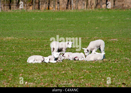 Schafe und Lämmer Weiden in einem Feld im zeitigen Frühjahr Stockfoto