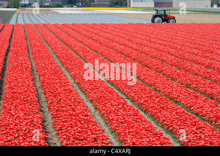 Rote Tulpen auf einer Tulpe-Farm in Holland Stockfoto