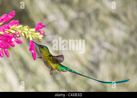Long-tailed Sylph Kolibri, Aglaiocercus Kingi, Fütterung auf Blume im Anden-Hochland Stockfoto
