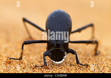 Die Namib-Wüste Käfer (Gattung Stenocara) Nebel Aalen. Namibia Stockfoto