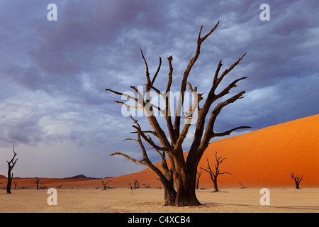 Gewitterwolken und toter Baum. Tot Vlei.Namibia Stockfoto