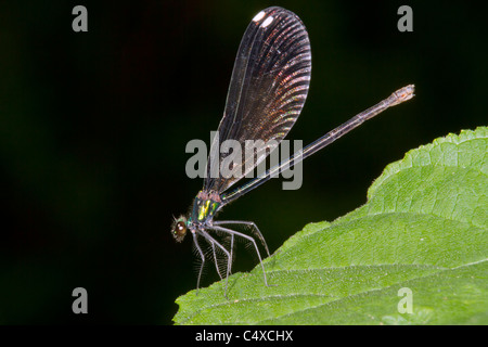 Ebony jewelwing damsefly (Calopteryx maculata) weiblich. Stockfoto