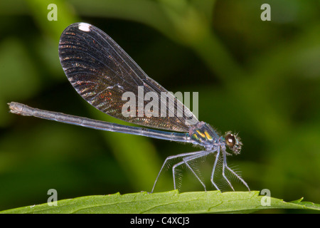 Ebony jewelwing damsefly (Calopteryx maculata) weiblich. Stockfoto