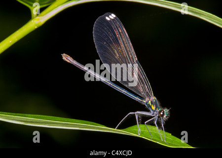 Ebony jewelwing damsefly (Calopteryx maculata) weiblich. Stockfoto