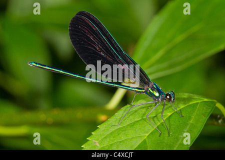 Ebony Jewelwing Damsefly (Calopteryx maculata) männlich. Stockfoto