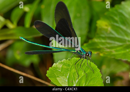 Ebony Jewelwing Damsefly (Calopteryx maculata) männlich. Stockfoto