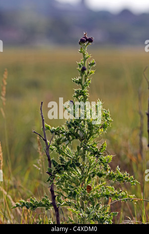 Bull Thistle (Cirsium Vulgare) Stockfoto