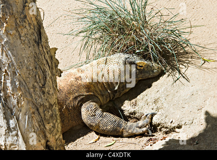 Eine große Komodo-Waran Eidechse genießen Sonne im Taronga Zoo Sydney New South Wales Australien Stockfoto