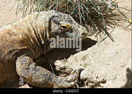 Eine große Komodo-Waran Eidechse genießen Sonne im Taronga Zoo Sydney New South Wales Australien Stockfoto