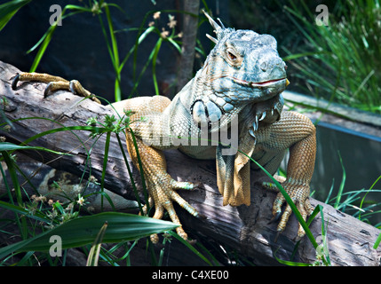 Ein grüner Leguan, sonnen sich auf einem Baumstamm im Taronga Zoo Sydney neue South Wales Australien Stockfoto