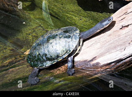 Eine östliche Schlange Necked Turtle auf einem Baumstamm im Taronga Zoo Sydney New South Wales Australien Stockfoto