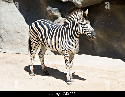 Ein schwarz-weiß gestreiften Zebra im Taronga Zoo in Sydney, New South Wales Australien Stockfoto