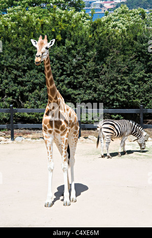 Schöne Giraffe und Zebra im Taronga Zoo Sydney New South Wales Australien Stockfoto