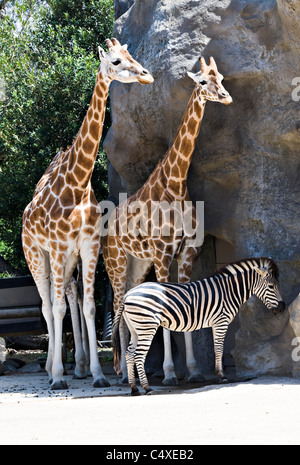 Schöne Giraffen und Zebras im Taronga Zoo Sydney New South Wales Australien Stockfoto