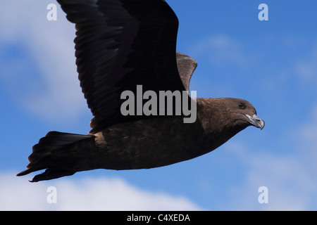 Braune Skua (Stercorarius Antarcticus) oder subantarktischen Skua (Catharacta Antarctica), in der Nähe von Gough Island, Süd-Atlantik. Stockfoto