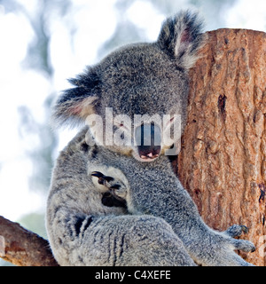 Ein Koalabär schläft in einer Baum-Gabel im Taronga Zoo Sydney New South Wales Australien Stockfoto