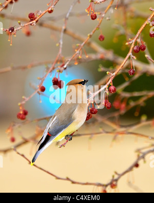 Eine Zeder Seidenschwanz, Bombycilla Cedrorum, hocken in einem Zierapfel-Baum die Früchte fressen. Oklahoma, USA. Stockfoto