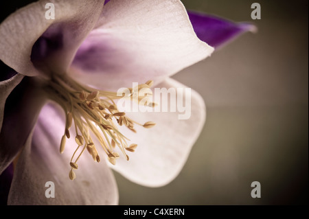 Nahaufnahme von Columbine Blume Stockfoto