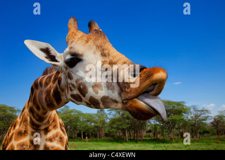 Rothschild-Giraffen (Giraffa Plancius Rothschildi) ist einer der 9 Unterarten der Giraffe. Giraffe Manor Kenia. Steinimitationen Ostafrika Stockfoto