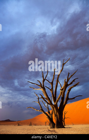 Salzpfanne. Tot Vlei.Namibia Stockfoto