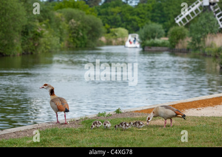 Ägyptische Gänse (Alopechen Aegyptiacus). Familie neben Fluss Ant, wie Hill, NNR Weiden; Norfolk Broads. Stockfoto