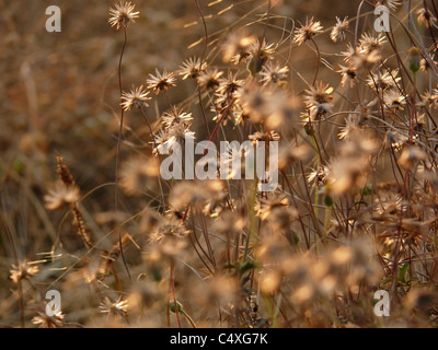 Trocken Sie Blumen Tridax Procumbens, Tridax Daisy, Mantel Knöpfe, mexikanische Daisy Stockfoto