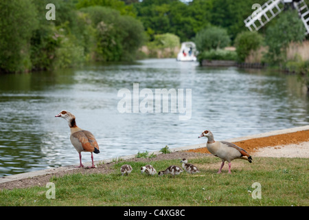 Ägyptische Gänse (Alopechen Aegyptiacus). Familie neben Fluss Ant, wie Hill, NNR Weiden; Norfolk Broads. Stockfoto